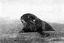 Aplodontia - type genus of the Aplodontiidae: comprising the mountain beavers