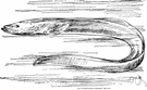 order Apodes - elongate fishes with pelvic fins and girdle absent or reduced