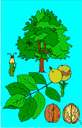 walnut tree - any of various trees of the genus Juglans