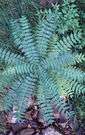 wood-fern - any of various ferns of the genus Dryopteris
