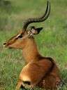 impala - African antelope with ridged curved horns