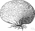 hard-skinned puffball - any of various fungi of the genus Scleroderma having hard-skinned subterranean fruiting bodies resembling truffles