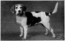 beagle - a small short-legged smooth-coated breed of hound