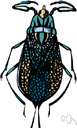 water beetle - any of numerous aquatic beetles usually having a smooth oval body and flattened hind legs for swimming
