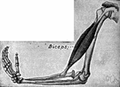 biceps humeri - a muscle that flexes and supinates the forearm