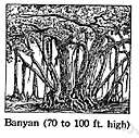 banyan tree - East Indian tree that puts out aerial shoots that grow down into the soil forming additional trunks