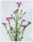 gerardia - any plant of the genus Gerardia
