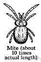 mite - any of numerous very small to minute arachnids often infesting animals or plants or stored foods