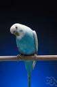 budgerigar - small Australian parakeet usually light green with black and yellow markings in the wild but bred in many colors