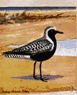 plover - any of numerous chiefly shorebirds of relatively compact build having straight bills and large pointed wings