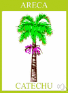betel palm - southeastern Asian palm bearing betel nuts (scarlet or orange single-seeded fruit with a fibrous husk)
