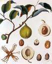 family Martyniaceae - in most classifications not considered a separate family but included in the Pedaliaceae
