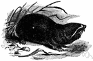 genus Spalax - type genus of the Spalacidae