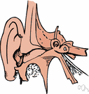 tympanum - the membrane in the ear that vibrates to sound