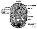 vacuole - a tiny cavity filled with fluid in the cytoplasm of a cell