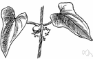 cinnamon vine - hardy Chinese vine naturalized in United States and cultivated as an ornamental climber for its glossy heart-shaped cinnamon-scented leaves and in the tropics for its edible tubers