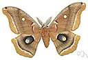 polyphemus moth - very large yellowish-brown American silkworm moth with large eyespots on hind wings