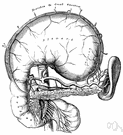 colic artery - arteries that supply blood to the colon