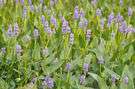 pickerelweed - American plant having spikes of blue flowers and growing in shallow water of streams and ponds