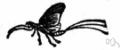 dayfly - slender insect with delicate membranous wings having an aquatic larval stage and terrestrial adult stage usually lasting less than two days