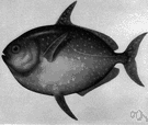 opah - large elliptical brightly colored deep-sea fish of Atlantic and Pacific and Mediterranean