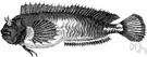 blennioid fish - elongated mostly scaleless marine fishes with large pectoral fins and reduced pelvic fins