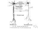 axon - long nerve fiber that conducts away from the cell body of the neuron