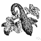 Cucurbita moschata - any of various plants bearing squash having hard rinds and elongated recurved necks