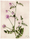 axseed - European herb resembling vetch