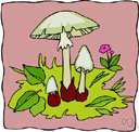 Tuberaceae - family of fungi whose ascocarps resemble tubers and vary in size from that of an acorn to that of a large apple