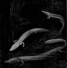 Proteus anguinus - European aquatic salamander with permanent external gills that lives in caves