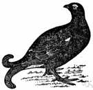 black cock - male black grouse