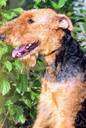 Airedale terrier - breed of large wiry-coated terrier bred in Yorkshire