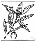 Oregon myrtle - Pacific coast tree having aromatic foliage and small umbellate flowers followed by olivelike fruit