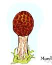 morel - any of various edible mushrooms of the genus Morchella having a brownish spongelike cap
