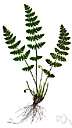 northern woodsia - slender fern of northern North America with shining chestnut-colored stipes and bipinnate fronds with usually distinct marginal sori