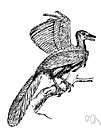 archaeopteryx - extinct primitive toothed bird of the Jurassic period having a long feathered tail and hollow bones
