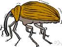 weevil - any of several families of mostly small beetles that feed on plants and plant products