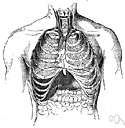 area of cardiac dullness - a triangular area of the front of the chest (determined by percussion)