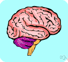 mesencephalon - the middle portion of the brain