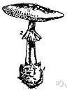 annulus - (Fungi) a remnant of the partial veil that in mature mushrooms surrounds the stem like a collar
