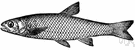 genus Leuciscus - a genus of fish including: dace, chub