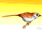 babbler - any of various insectivorous Old World birds with a loud incessant song