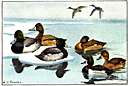 greater scaup - large scaup of North America having a greenish iridescence on the head of the male