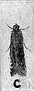 Anagasta - moth whose larvae are flour moths