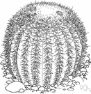 barrel cactus - any cactus of the genus Echinocactus