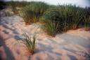 beach grass - tough grasses with strong roots that can grow on exposed sandy shores