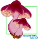 genus Hygrophorus - a genus of fungi belonging to the family Hygrophoraceae