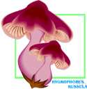 Hygrophorus - a genus of fungi belonging to the family Hygrophoraceae
