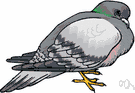 rock dove - pale grey Eurasian pigeon having black-striped wings from which most domestic species are descended